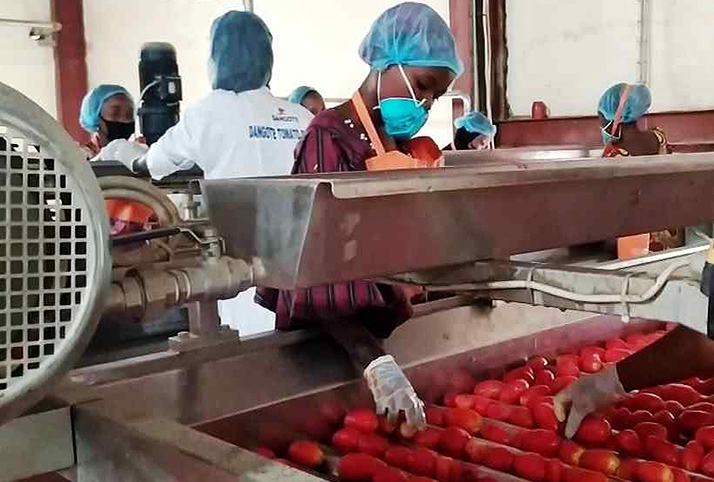 Dangote Group unveils Africa's Largest Tomato Processing Facility in Nigeria