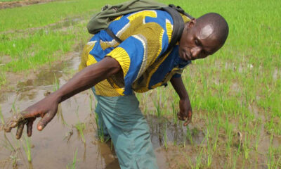 Sierra Leone pursues rice self-sufficiency in response to rising costs