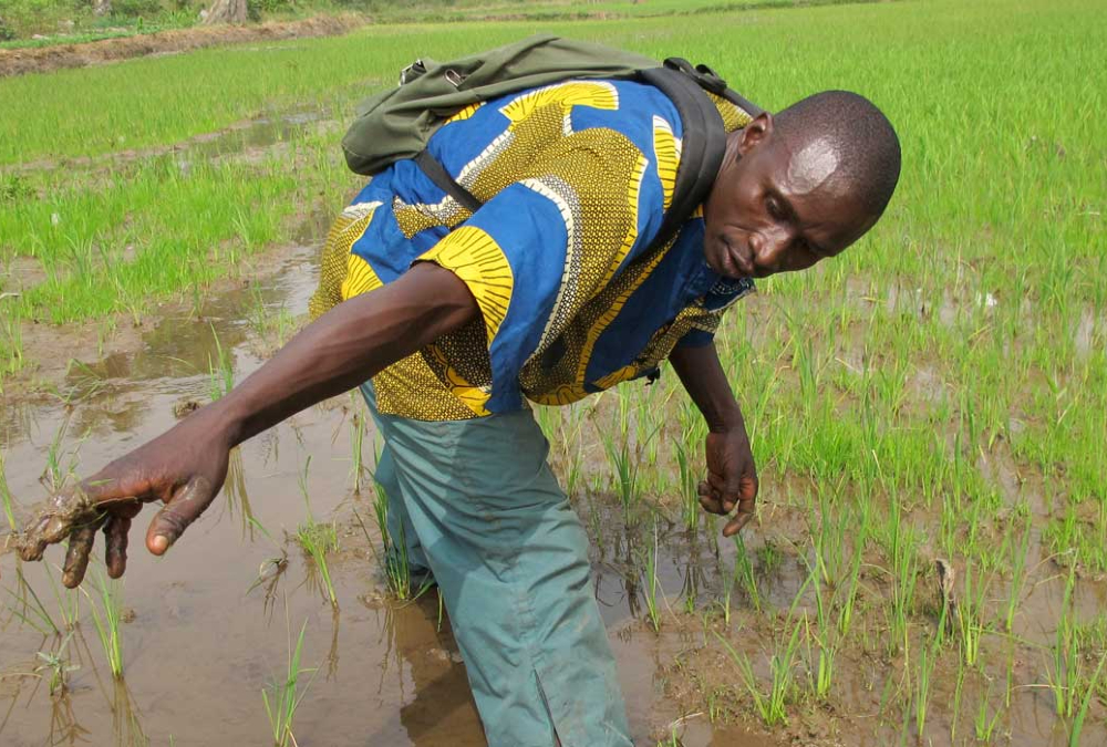 Sierra Leone pursues rice self-sufficiency in response to rising costs