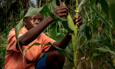 Precarious African Food Security