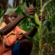 Precarious African Food Security