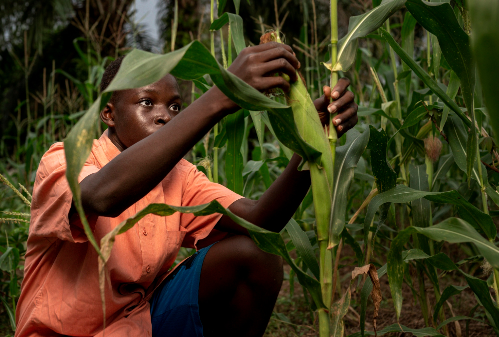 Precarious African Food Security
