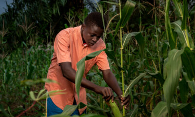 African Union Unveils Ten-Year Plan to Transform Agri-Food Systems and Boost Food Security
