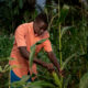 African Union Unveils Ten-Year Plan to Transform Agri-Food Systems and Boost Food Security
