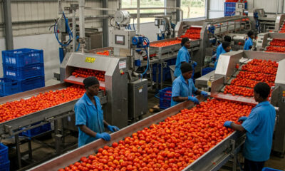 Africans working in an agro-processing factory, promoting sustainable jobs