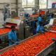 Africans working in an agro-processing factory, promoting sustainable jobs