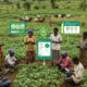 Smallholder farmers in Africa using digital platforms for accessing agricultural services, financial products, and market connections to improve food security and financial inclusion.