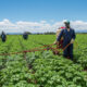 Pesticide Residues Threaten Continental Trade in Agricultural Goods