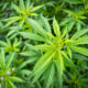 Grenada to Decriminalize Cannabis with Restrictions, Government Announces