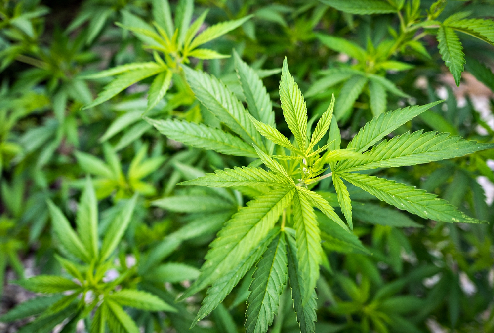 Grenada to Decriminalize Cannabis with Restrictions, Government Announces