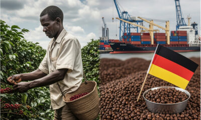 African coffee farmer harvesting beans while Germany profits from processed coffee exports