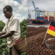 African coffee farmer harvesting beans while Germany profits from processed coffee exports