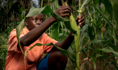 African farmer harvesting maize in a field, symbolizing the shift from traditional agriculture to innovative, climate-resilient maize farming
