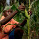 African farmer harvesting maize in a field, symbolizing the shift from traditional agriculture to innovative, climate-resilient maize farming
