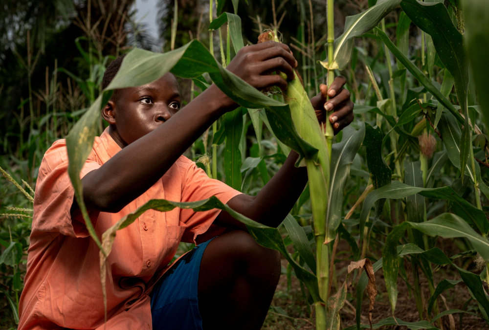 African farmer harvesting maize in a field, symbolizing the shift from traditional agriculture to innovative, climate-resilient maize farming