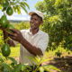 African farmer harvesting avocados in a lush orchard, symbolizing the continent’s rise in agro-exports and agricultural sovereignty.