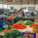 Fresh produce being prepared for processing in a rural African agro-industrial hub to reduce post-harvest losses.