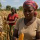 Farmers harvesting maize in rural Africa, representing agricultural potential and the need for investment in local food production