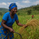 Rwandan farmer harvesting crops in a rural field, symbolizing agricultural development challenges and opportunities under the AfCFTA framework in Africa.
