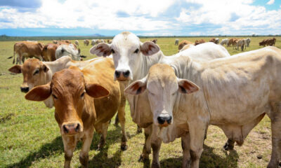 African livestock in a village setting, including cows, goats, and chickens, symbolizing heritage, family wealth, and economic potential in Africa’s agricultural sector.