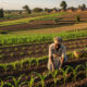 Smallholder farmer tending crops on arable land in rural Africa, symbolizing food security and agricultural potential.