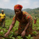 Rwandan rural women farmers working in fields and managing agribusinesses, symbolizing empowerment, food security, and community resilience through the She Can Project.