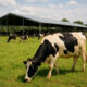 A modern African dairy farm with healthy cows grazing, illustrating the potential growth and modernization of dairy farming across Africa to boost food security and rural development.