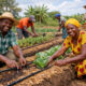 Properous farmers implementing climate-smart agriculture practices like raised beds, mulching, and drip irrigation to boost yields and income in Africa.