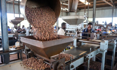 Cocoa beans being processed in a Ghanaian factory for value-added export.