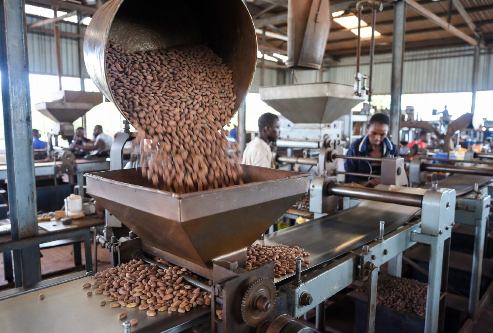 Cocoa beans being processed in a Ghanaian factory for value-added export.
