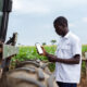 Smallholder farmer using mobile AI tool for localized agricultural guidance, contrasting high-tech farm machinery with real-world decision-making needs in sub-Saharan Africa.