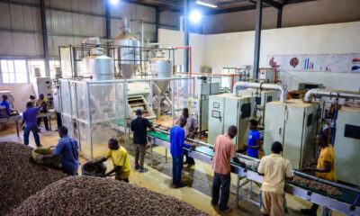 African cocoa farmers and processors transforming raw beans into value-added products like cocoa butter and chocolate bars at a modern facility in West Africa.