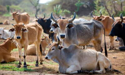 Indigenous cattle breed adapted to tropical climate in developing country