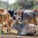 Indigenous cattle breed adapted to tropical climate in developing country