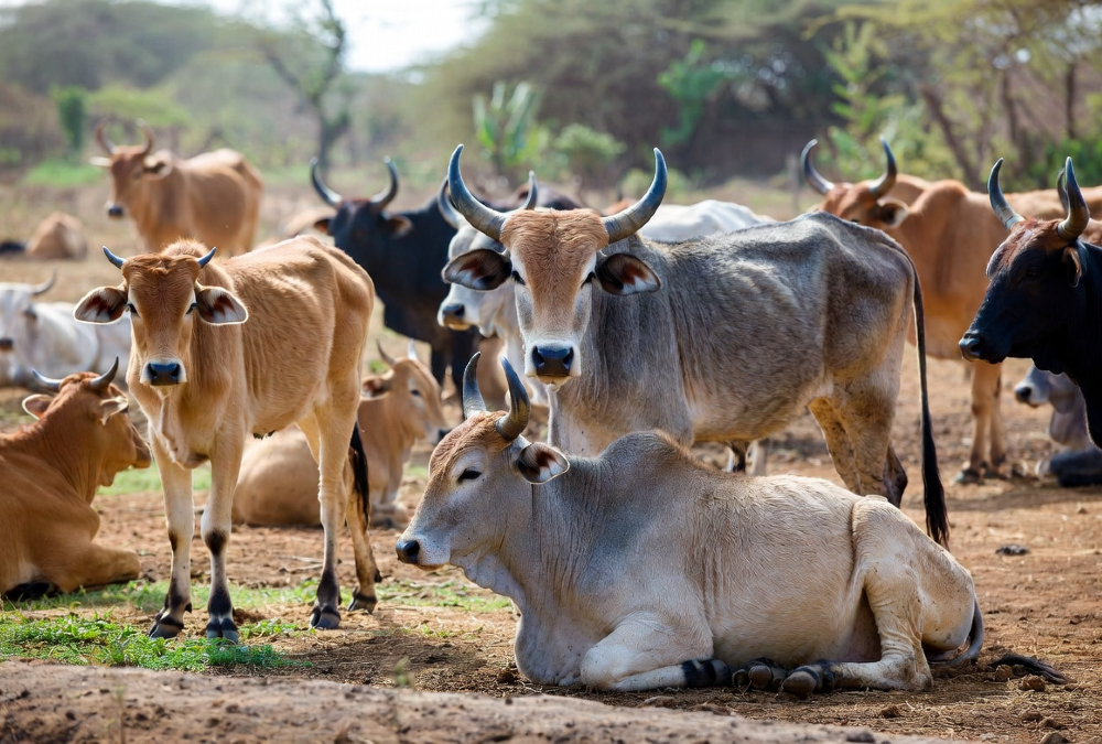 Indigenous cattle breed adapted to tropical climate in developing country