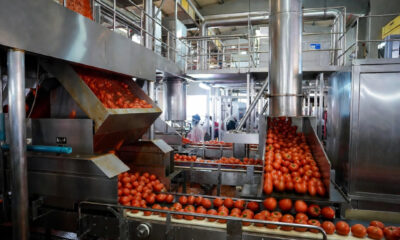Tomatoes being processed at a Burkina Faso factory as part of the nation's infant industry protection policy for agricultural self-sufficiency.