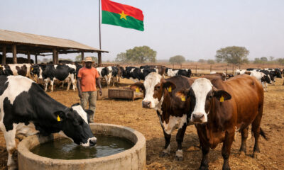 Brazilian Holstein and Girolando dairy cows imported to Burkina Faso to boost domestic milk production