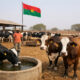 Brazilian Holstein and Girolando dairy cows imported to Burkina Faso to boost domestic milk production