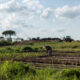 Smallholder farmer tending a one-hectare rain-fed plot while expensive project equipment sits unused nearby