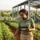 Modern agricultural farming in Africa or Caribbean representing transatlantic investment opportunities in agro-processing and food production