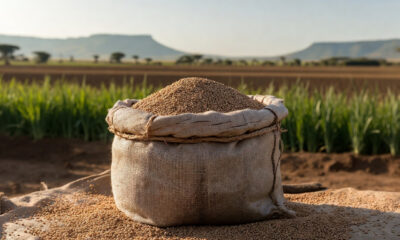 African sesame seeds in a market sack with Sub-Saharan farming fields in the background, representing Africa's role in the global sesame processing value chain
