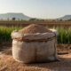 African sesame seeds in a market sack with Sub-Saharan farming fields in the background, representing Africa's role in the global sesame processing value chain