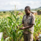Malawian farmer receiving subsidized fertilizer and hybrid seeds under FISP program, illustrating Africa’s agricultural subsidy trap and challenges in achieving long-term food security.
