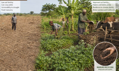 Illustration of Sub-Saharan African farmland showing degraded monoculture fields alongside diversified agropastoral systems with crops, livestock, and manure recycling improving soil health and productivity.