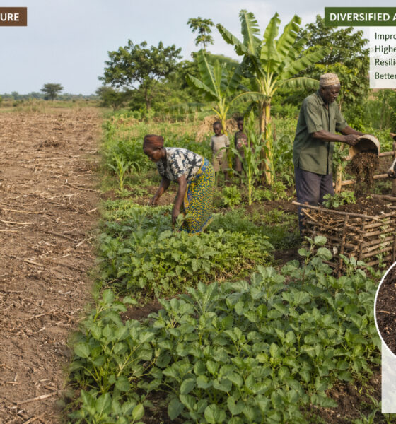 Illustration of Sub-Saharan African farmland showing degraded monoculture fields alongside diversified agropastoral systems with crops, livestock, and manure recycling improving soil health and productivity.