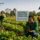 African farmers harvesting crops using sustainable agriculture practices, symbolizing agricultural financing, food security, youth-driven innovation, and climate resilience in Africa
