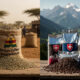 Raw green coffee beans exported from Africa versus roasted packaged coffee from Switzerland