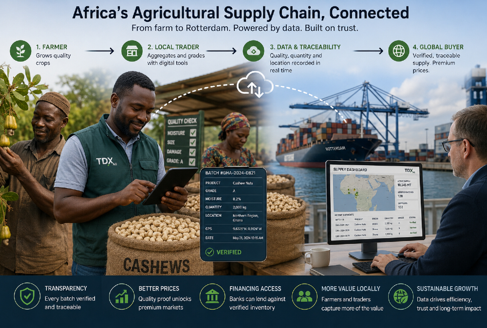 Illustration of Africa’s agricultural export supply chain showing cashew farmers, local traders using digital grading tools, and global buyers in Rotterdam connected through a transparent, data-driven coordination system.