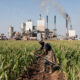 African farmer harvesting crops while food processing facility operates in background, illustrating Africa's agriculture paradox