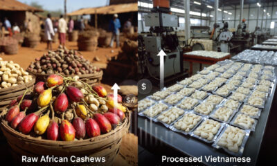 Raw African cashews versus processed Vietnamese kernels, highlighting the Africa cashew processing value gap.